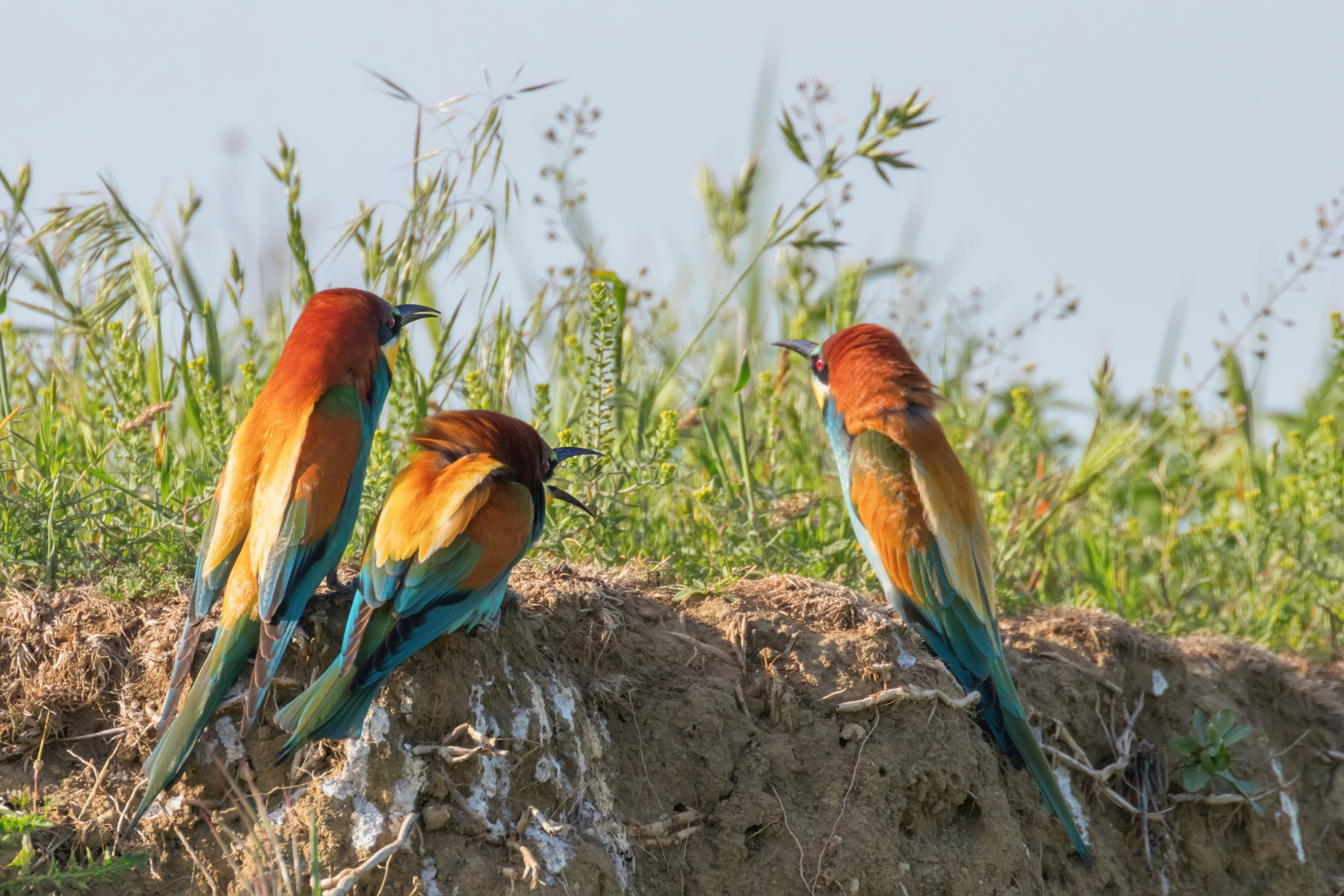 8 Day Rwanda Birding Safari odyssey